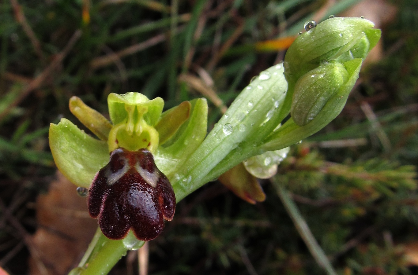 Изображение особи Ophrys fusca.