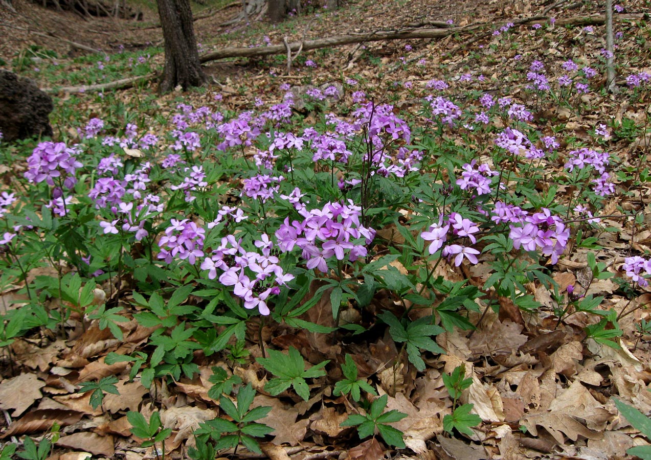 Image of Cardamine quinquefolia specimen.