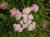 Achillea asiatica. Общее соцветие. Приморский край, Спасский р-н. окр. с. Хвалынка. 05.08.2006.