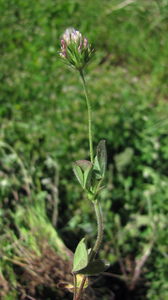 Image of Trifolium leucanthum specimen.