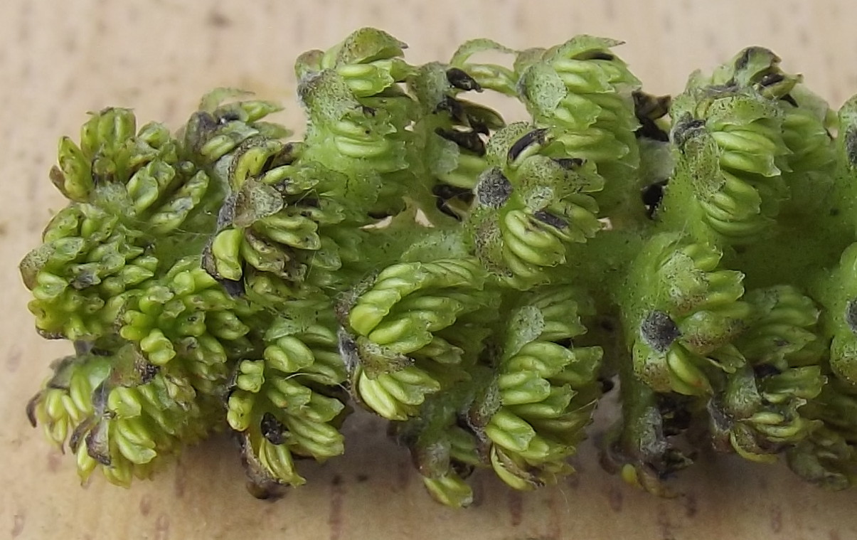 Image of Juglans regia specimen.