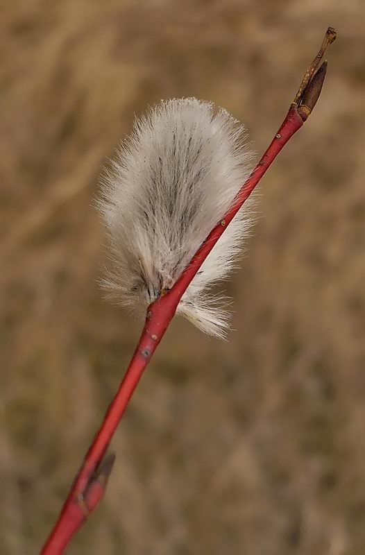 Image of Salix acutifolia specimen.