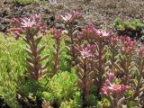 Sedum hispanicum