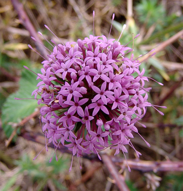 Изображение особи Phuopsis stylosa.