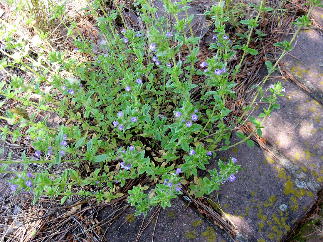 Изображение особи Ziziphora acinos.