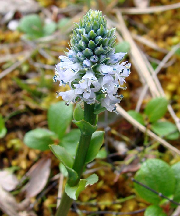 Image of Lagotis minor specimen.