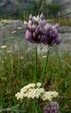 genus Allium