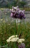 род Allium