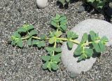 Euphorbia peplis. Цветущее растение. Абхазия, Гагрский р-н, г. Пицунда, пляж. 10.06.2012.
