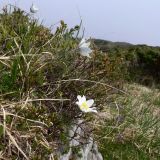 Pulsatilla scherfelii