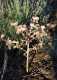 Megacarpaea megalocarpa. Плодоносящее растение. Волгоградская обл., оз. Эльтон. 21.05.2007.