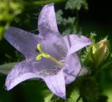 Campanula trachelium