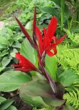 genus Canna