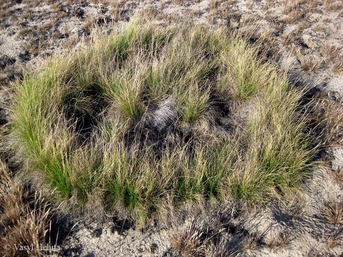 Image of Nardus stricta specimen.