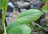 Valeriana alpestris