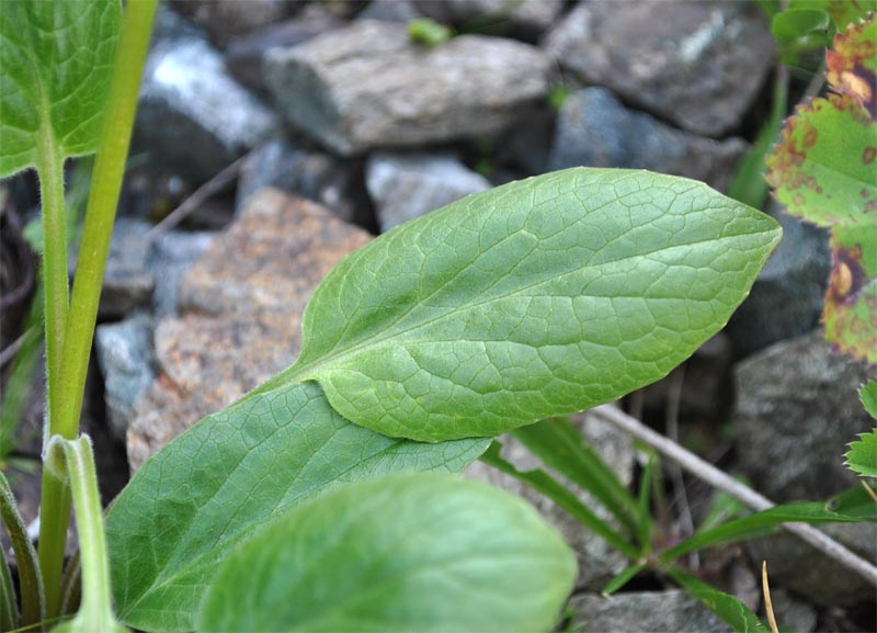Image of Valeriana alpestris specimen.