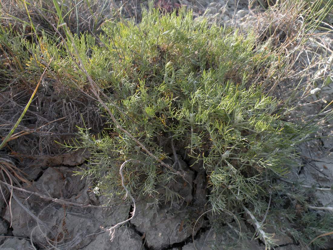 Image of Artemisia lessingiana specimen.