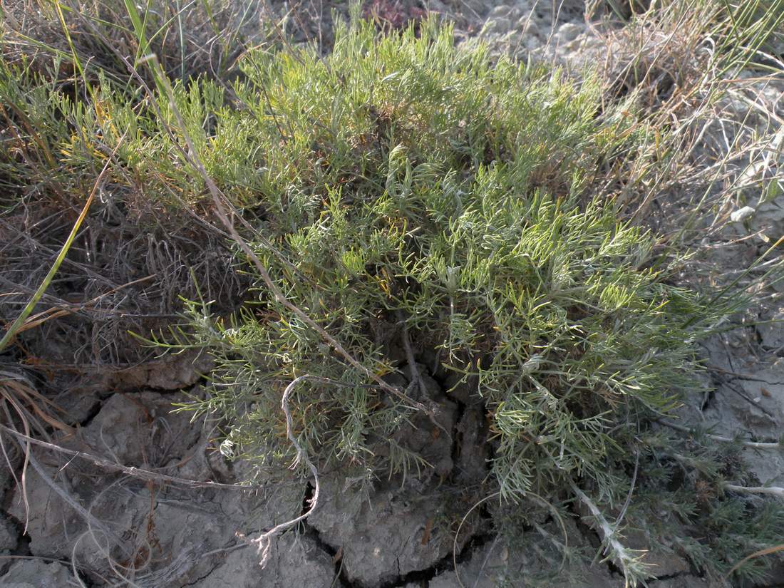 Изображение особи Artemisia lessingiana.