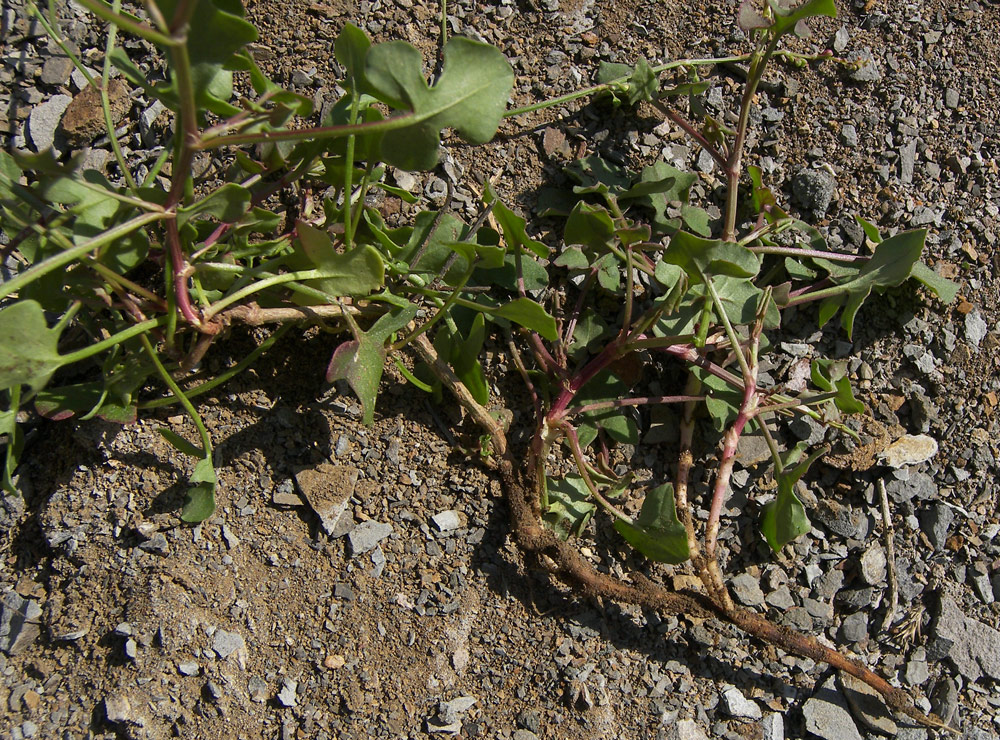 Изображение особи Rumex hastifolius.