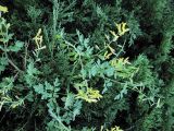 Corydalis ochotensis. Цветущее повторно растение. Владивосток, Ботанический сад-институт ДВО РАН. 6 октября 2012 г.