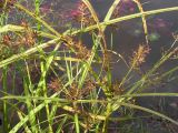 Cyperus orthostachyus. Верхушки побегов с соцветиями. Приморский край, Спасский р-н, окр. с. Хвалынка. 26.08.2012.