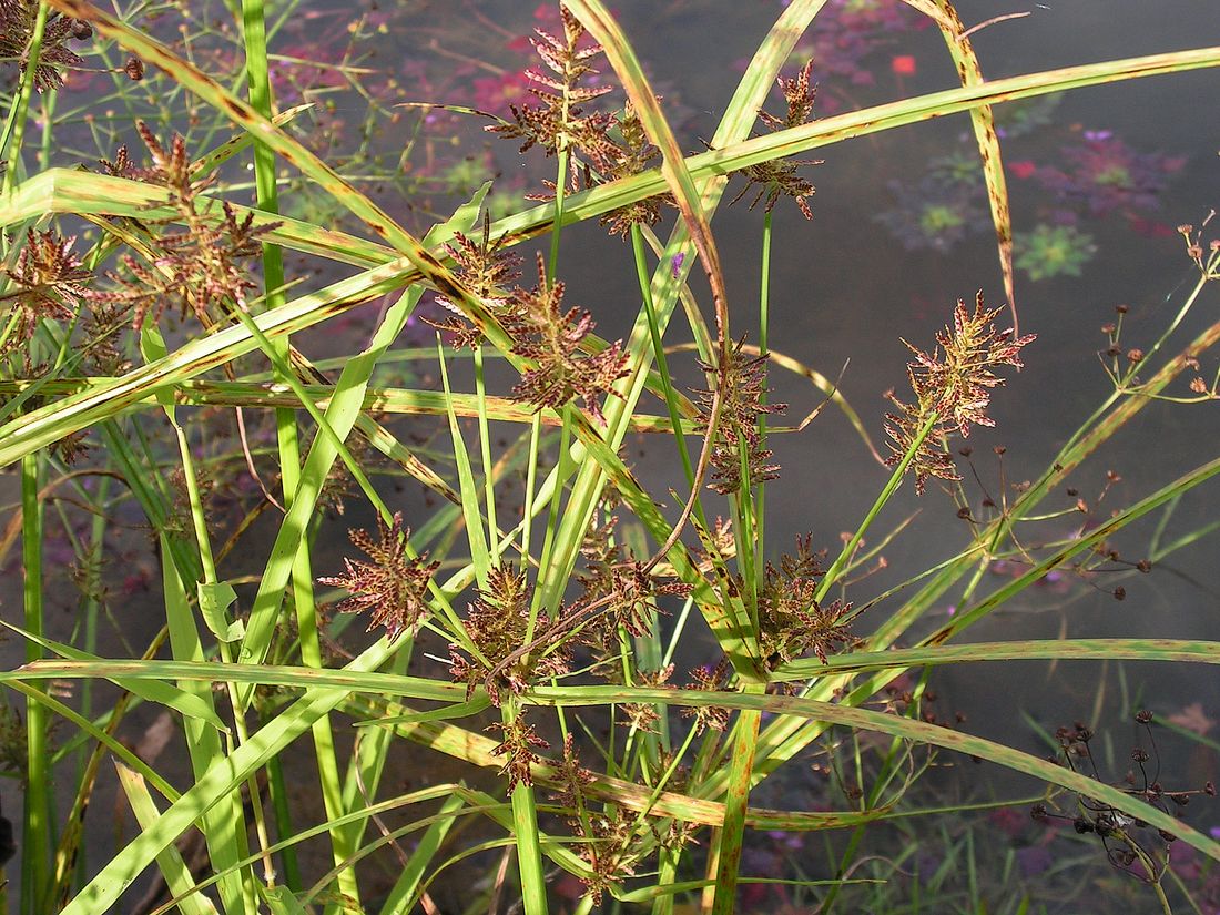 Image of Cyperus orthostachyus specimen.