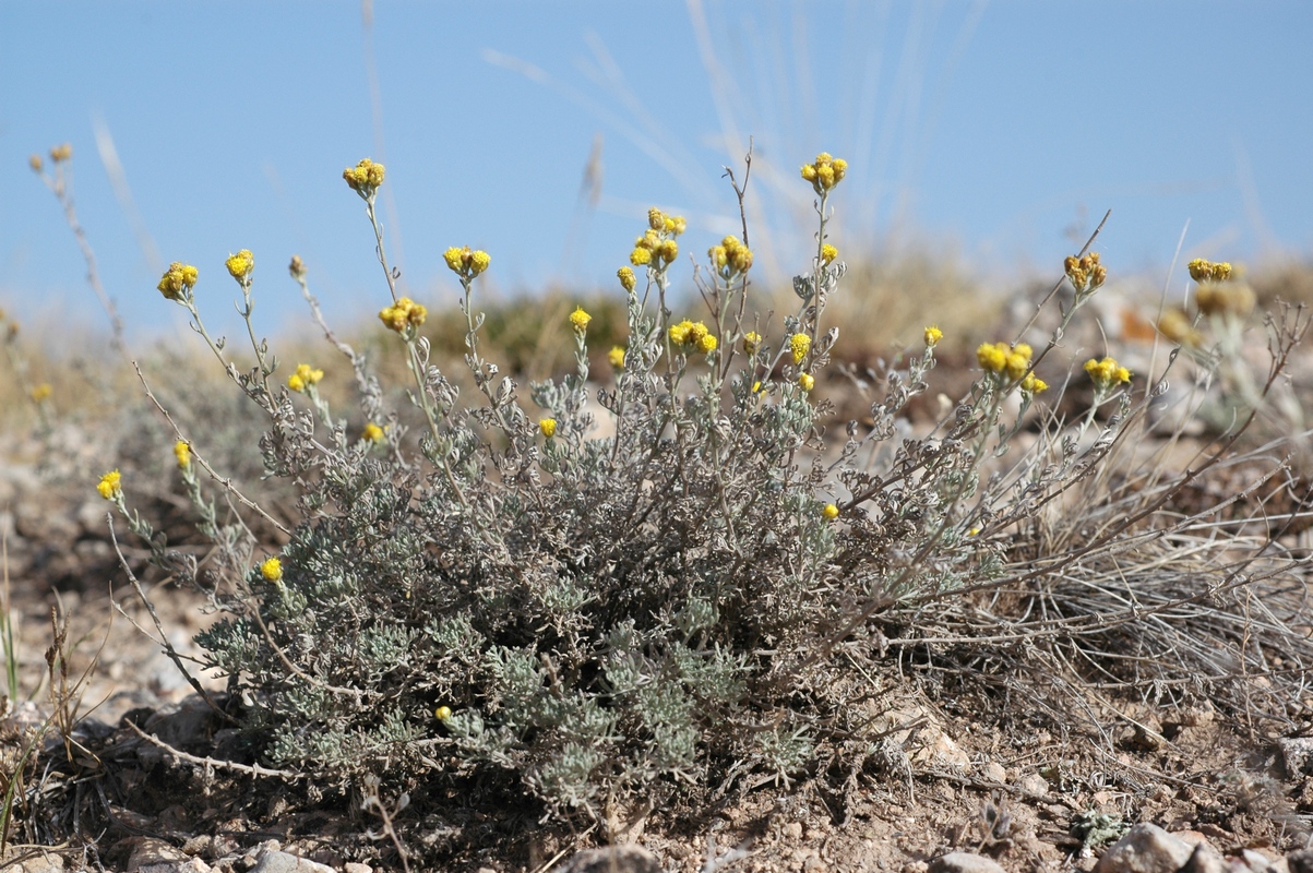 Image of Ajania fastigiata specimen.