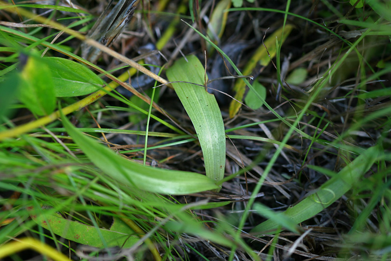 Image of Herminium monorchis specimen.