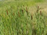 Typha latifolia