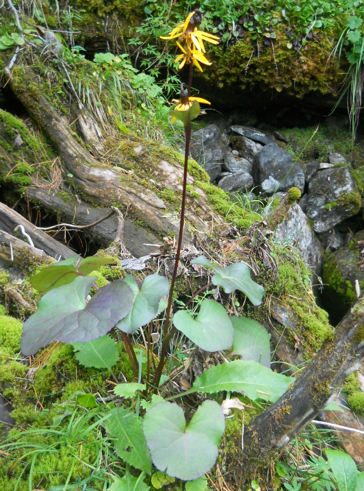 Image of Ligularia sibirica specimen.