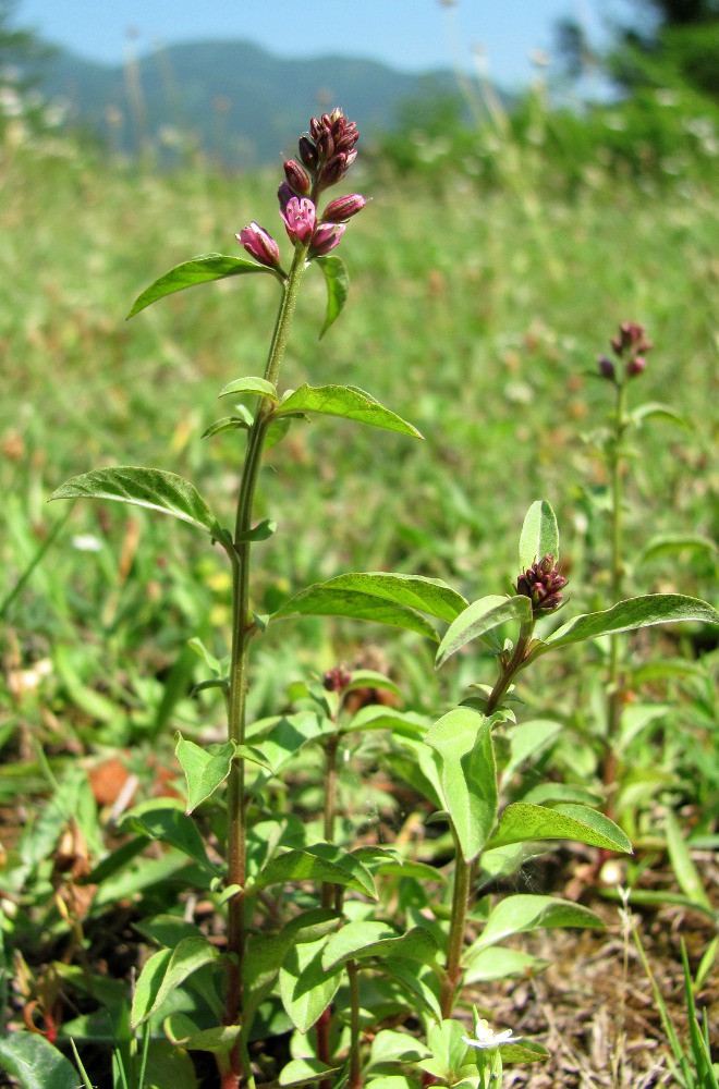 Изображение особи Lysimachia dubia.