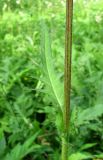 Cirsium × hybridum