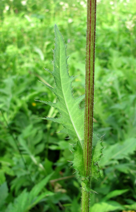 Image of Cirsium &times; hybridum specimen.