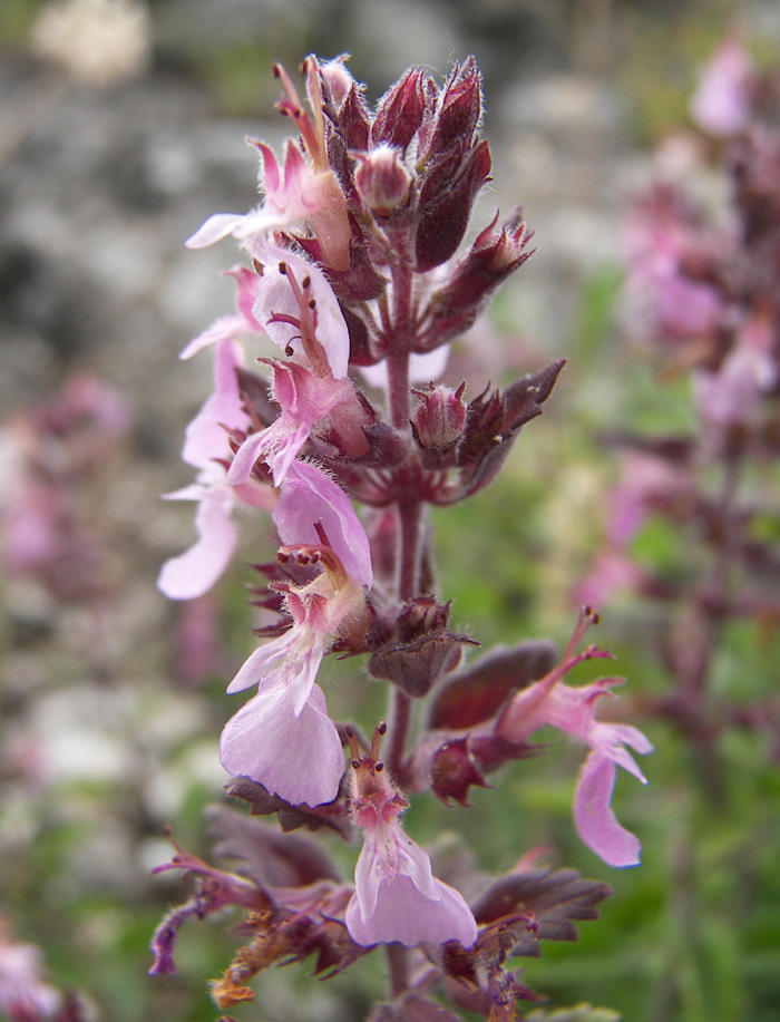 Image of Teucrium nuchense specimen.