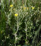 Potentilla argentea