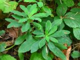 Euphorbia amygdaloides. Вегетирующие растения. Украина, Львовская обл., Бориславский горсовет, возле пгт Сходница. 11.08.2012.