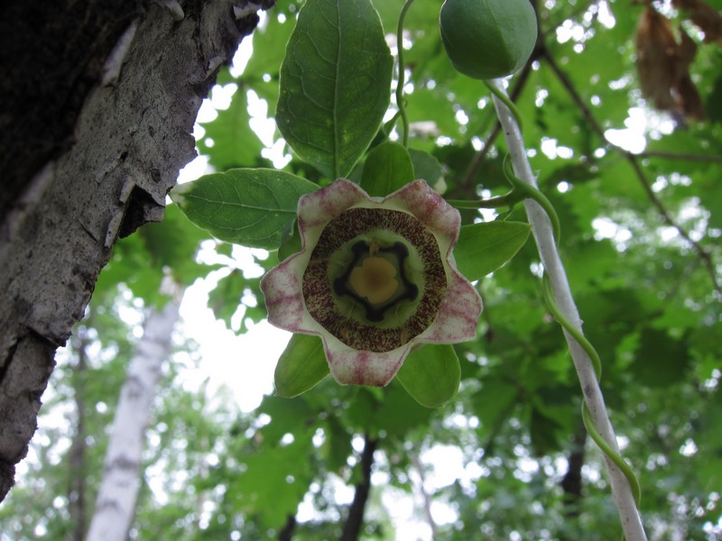 Изображение особи Codonopsis lanceolata.