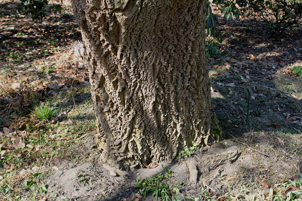 Image of Phellodendron amurense specimen.