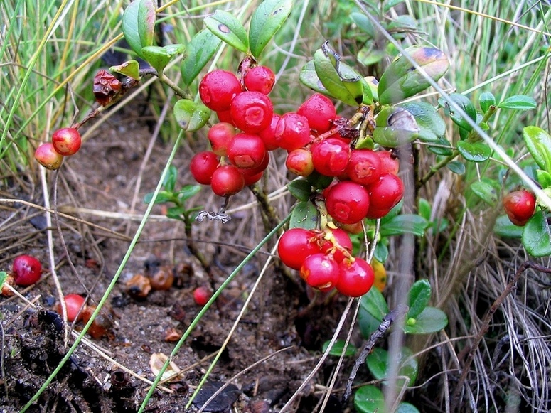 Image of Vaccinium vitis-idaea specimen.