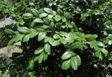 Buxus sempervirens