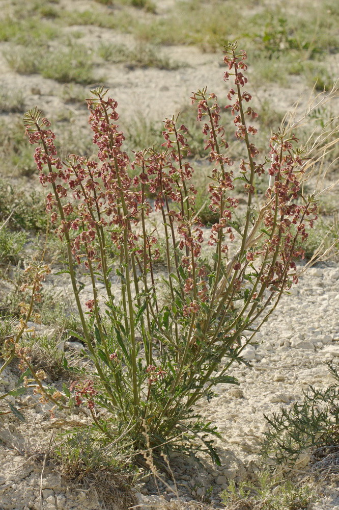 Image of Matthiola tatarica specimen.