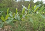 Salix &times; alopecuroides
