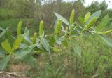 Salix &times; alopecuroides