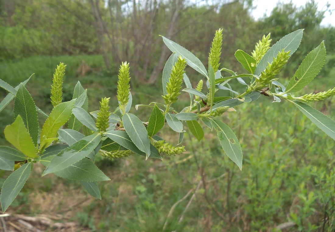 Image of Salix &times; alopecuroides specimen.