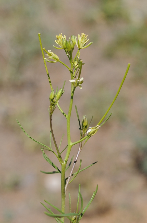 Изображение особи Sisymbrium altissimum.