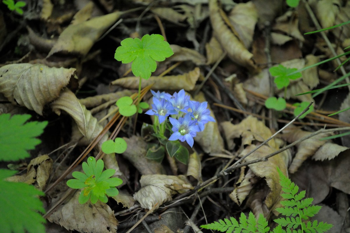 Image of Gentiana zollingeri specimen.