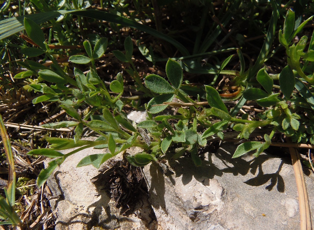 Изображение особи Chamaecytisus wulffii.