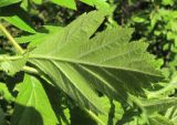 Crataegus sanguinea