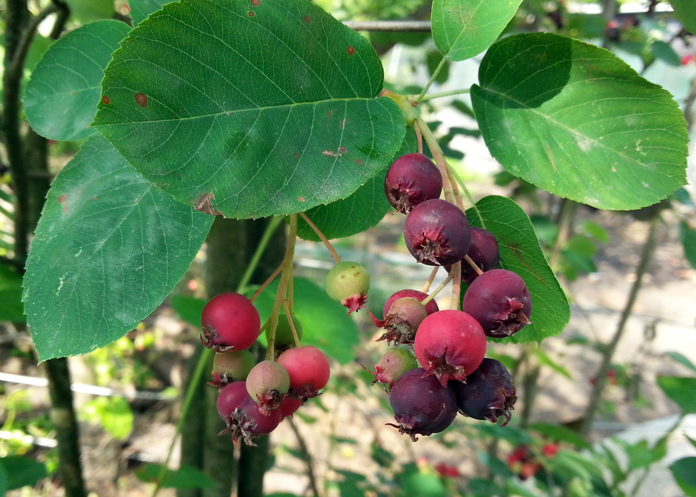 Изображение особи Amelanchier spicata.