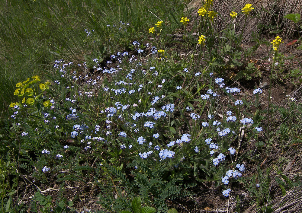 Изображение особи Myosotis lithospermifolia.